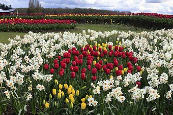 Skagit Valley Tulip Festival